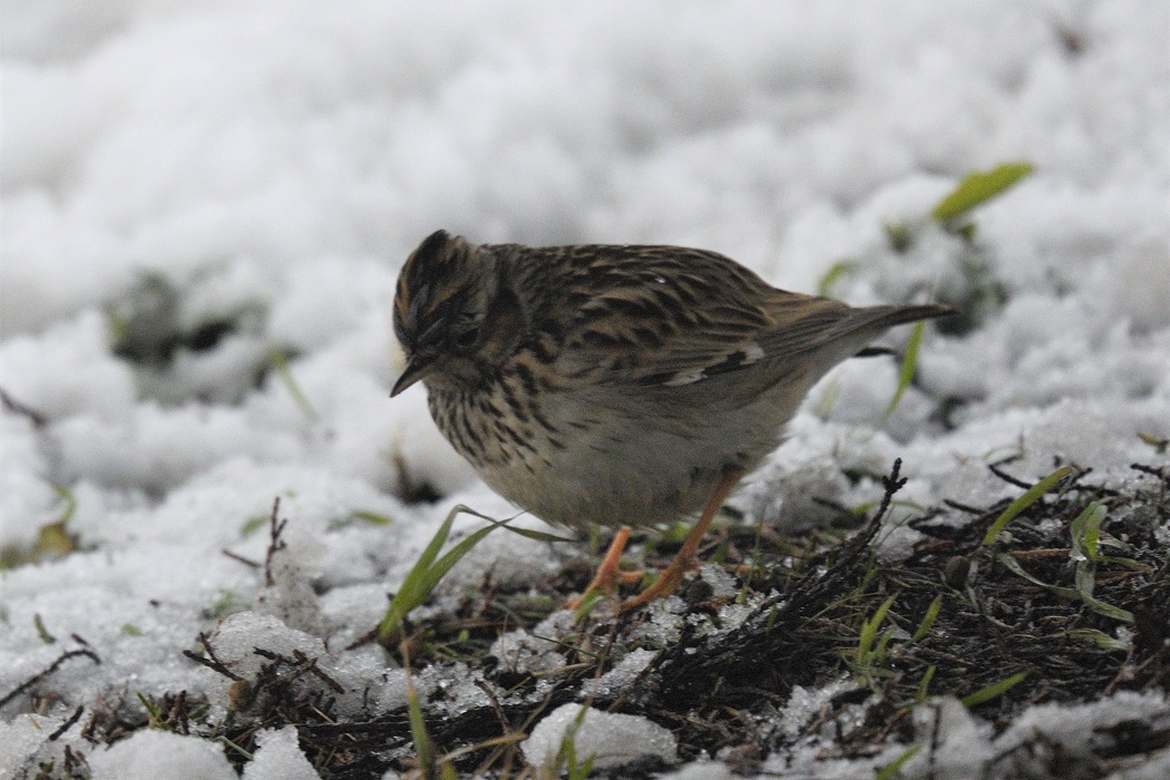 Wood Lark